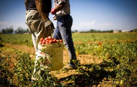 Contrasto allo sfruttamento in agricoltura e al caporalato: Tavolo operativo fino al 2025